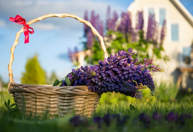 Что будет после «дачной амнистии»?