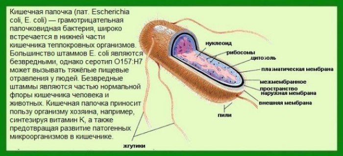 Кишечная палочка: Приключения на пятую точку Кишечная палочка: Приключения на пятую точку