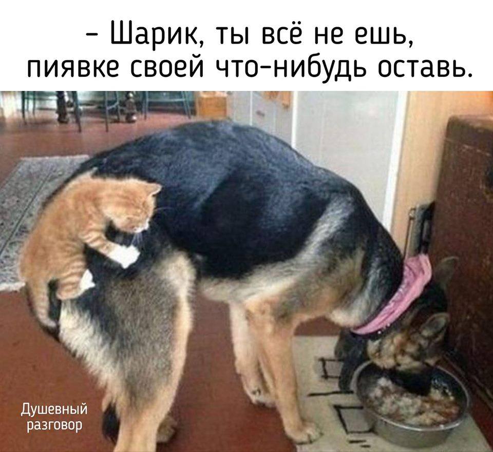 РАЗГРУЗОЧНЫЙ ДЕНЬ. (весёлая подборка картинок)))