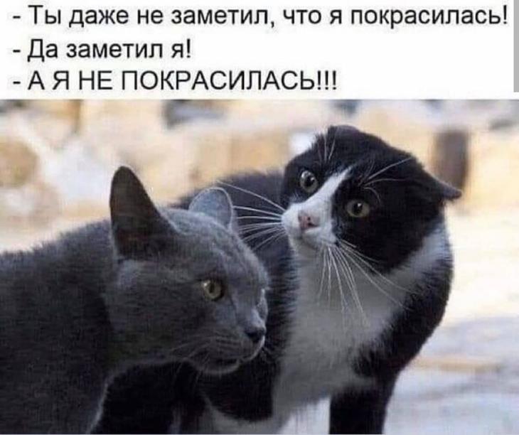 Юмор, который заряжает позитивом и щекочет интеллект