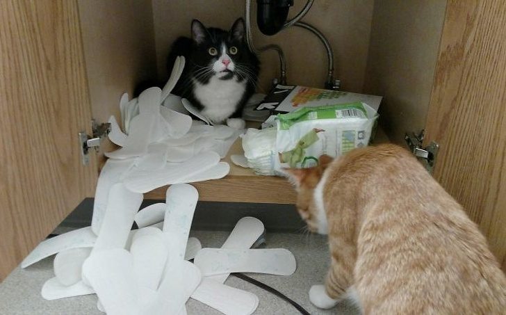 Безумные коты, которые плевать хотели на ваш авторитет)) Безумные коты, которые плевать хотели на ваш авторитет))