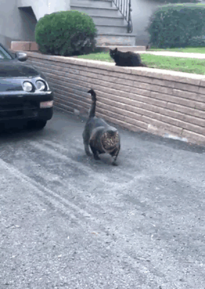 6 фото накачанного кота, который уложит тебя с вертухи