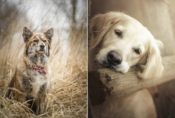 Таких крутых портретов собак еще никто не делал