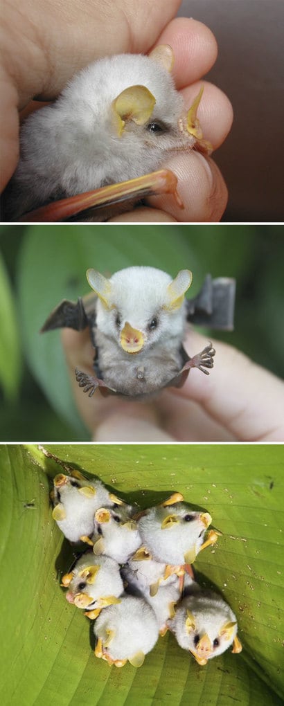 Fluffy Honduran White Bat Baby Fluffy Honduran White Bat Baby