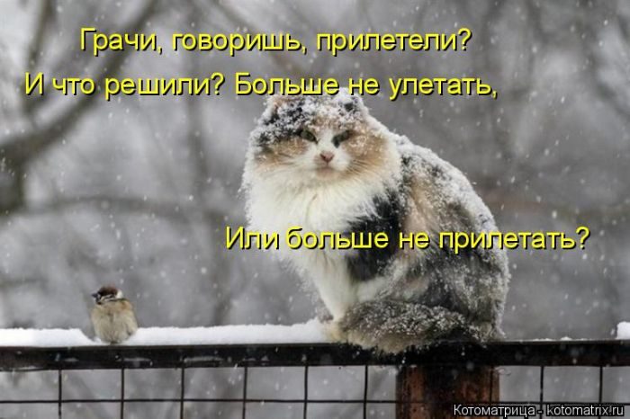 Лучшие котоматрицы, которые зарядят вас позитивом) Лучшие котоматрицы, которые зарядят вас позитивом)