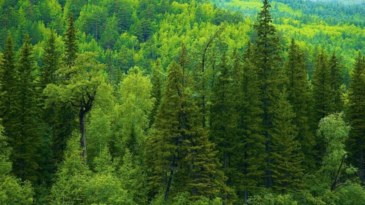 Тайга России: легкие планеты Тайга России: легкие планеты