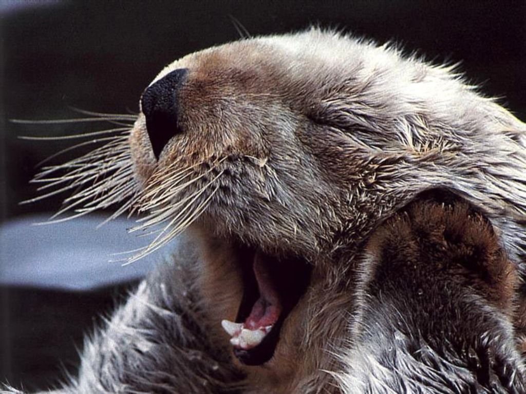 ПозитиФФ.....Удачный кадр (о братьях наших меньших)!!!!!!!!!!!!! продолжение...