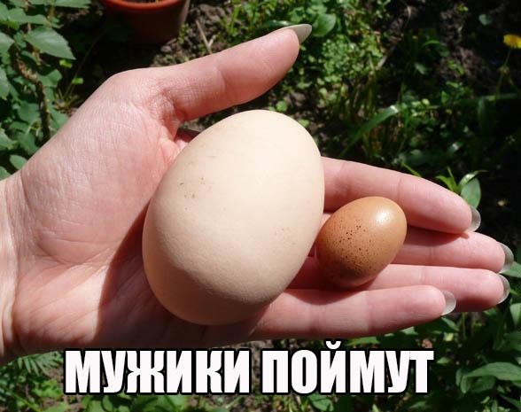 Смешные картинки с надписями Смешные картинки с надписями прикол, юмор