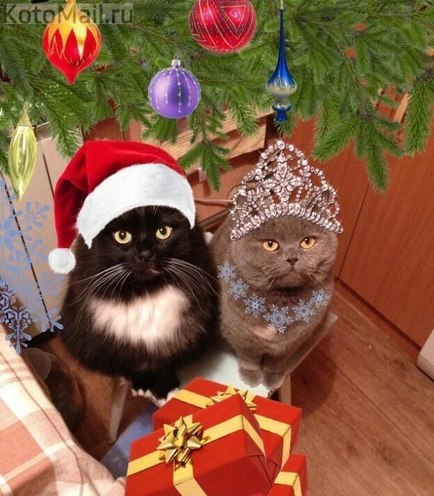 Коты и елка Коты и елка