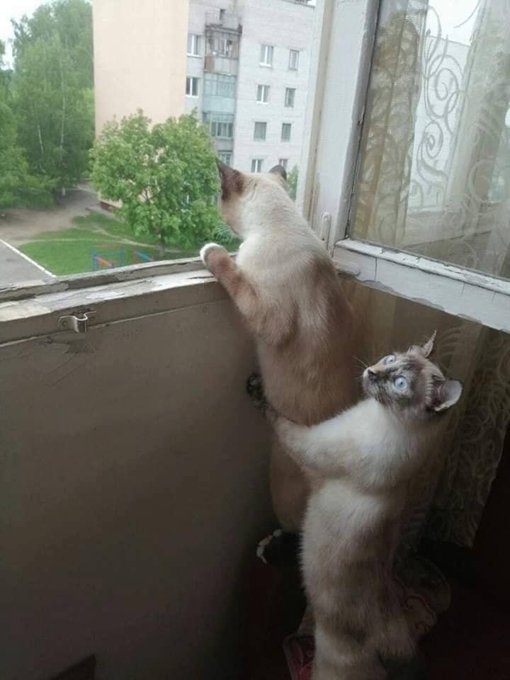 РАЗГРУЗОЧНЫЙ ДЕНЬ. (весёлая подборка картинок)))