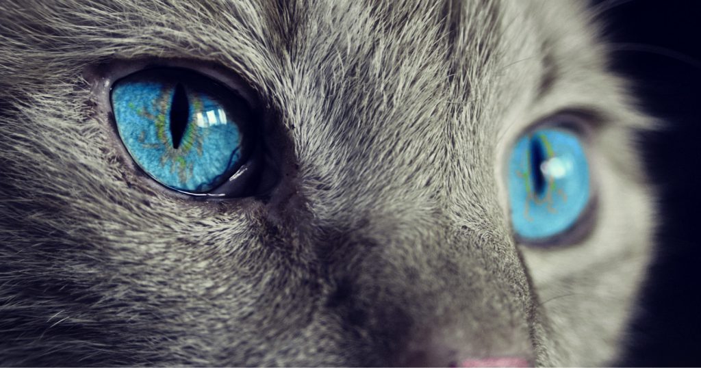 кошка, взгляд