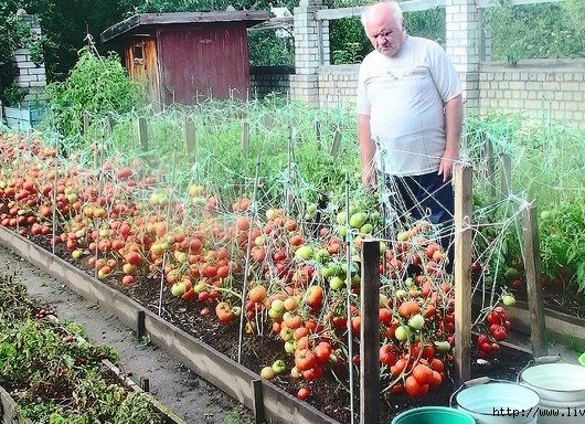 Дедовский рецепт - урожай томатов