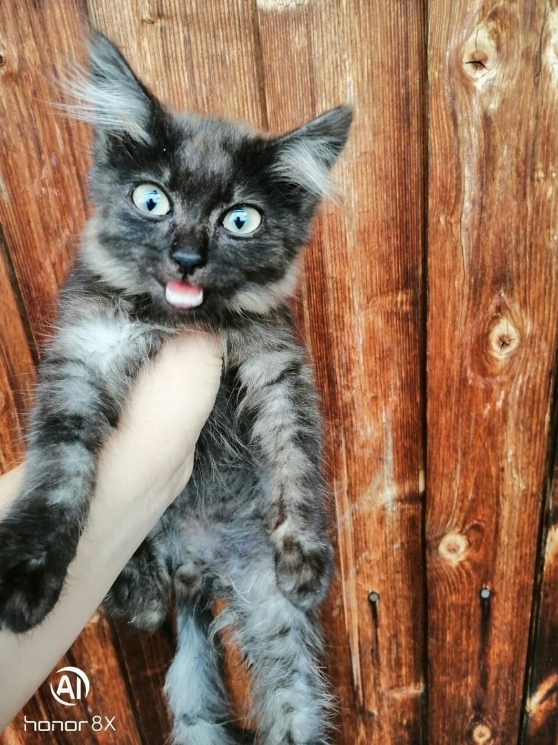 вредный кот кот на руках