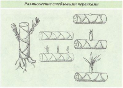 Стеблевое черенкование