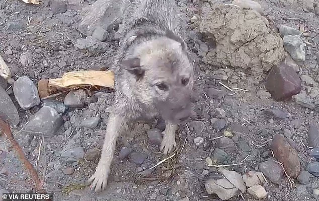 Спасение щенка