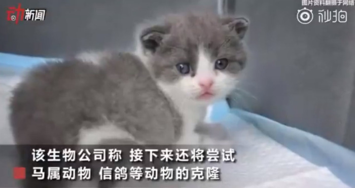 Котёнок Чеснок чувствует себя хорошо. /Фото: кадр из телерепортажа Котёнок Чеснок чувствует себя хорошо. /Фото: кадр из телерепортажа