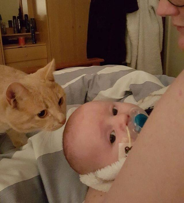Без кота и жизнь не та