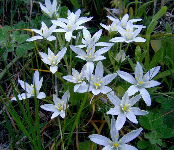 Птицемлечник Гуссона Ornithogalum gussonei фото