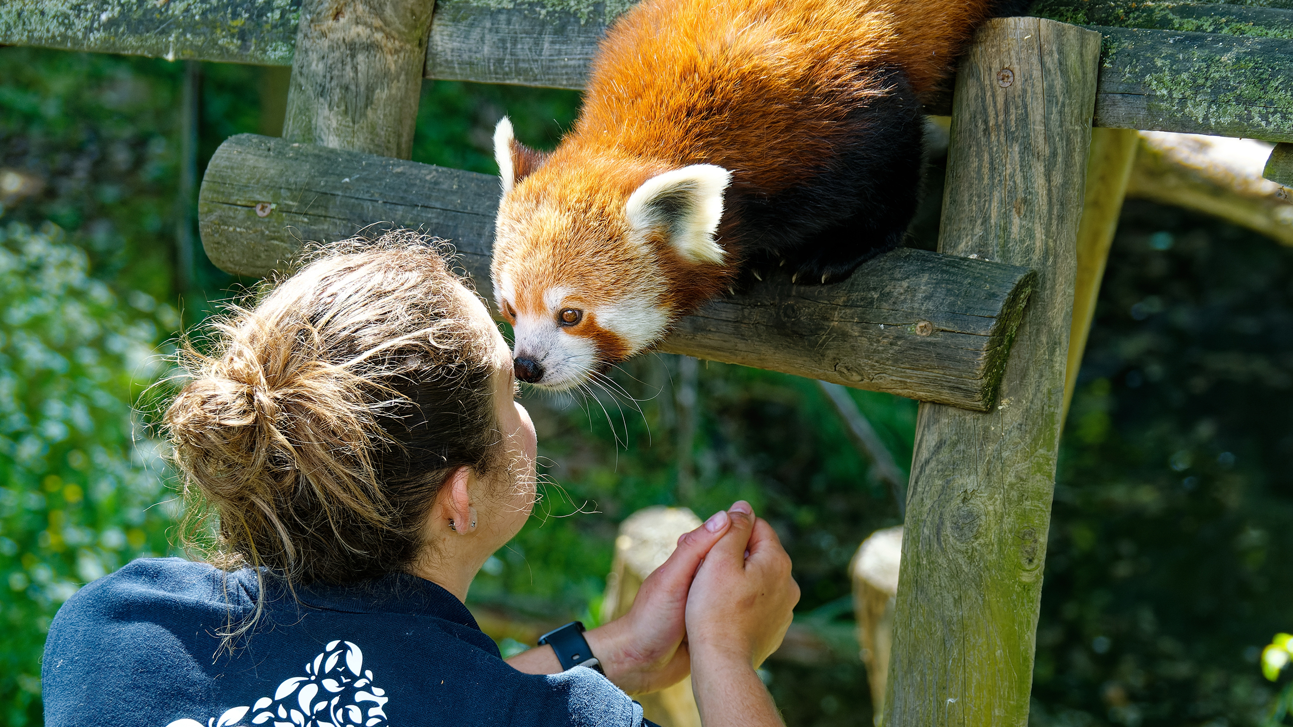 как охраняют красных панд