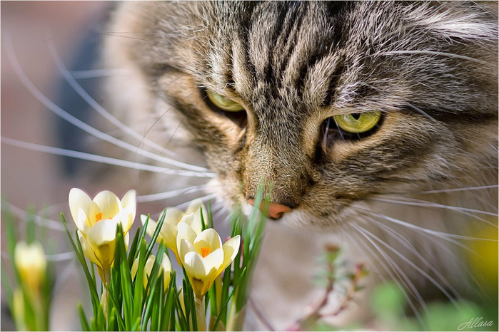 Котэ и весенние цветы