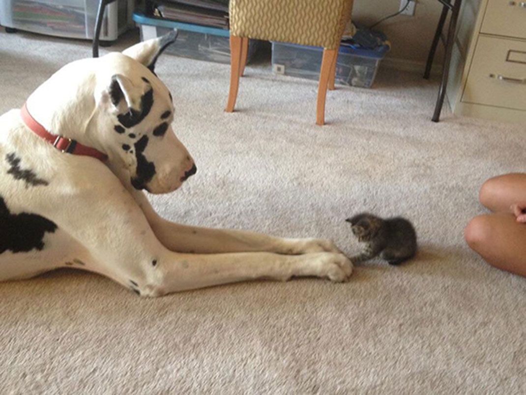 Котипес или песикот
