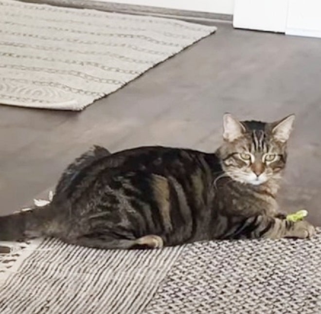 Упитанная кошка Кошка лежит
