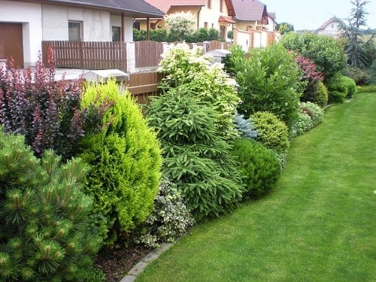 Дизайн декоративных кустарников Дизайн декоративных кустарников