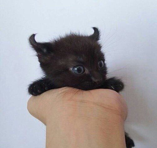 Малыши, которые ещё не совсем готовы быть котами)) Малыши, которые ещё не совсем готовы быть котами))