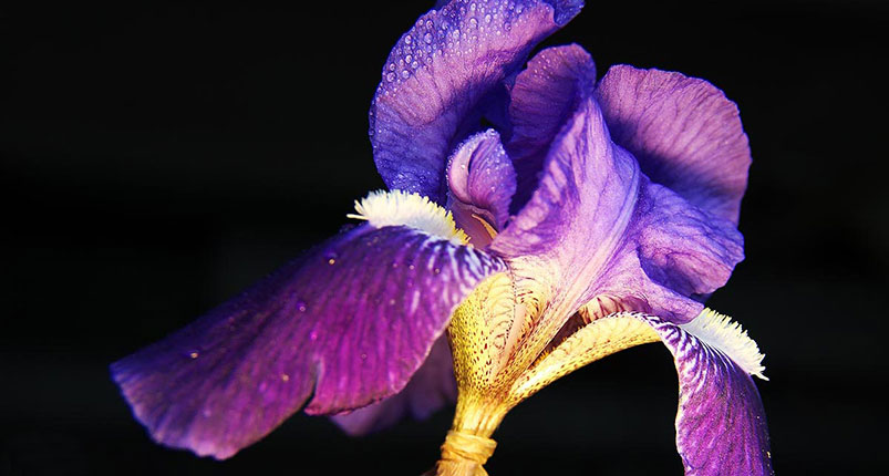 iris-foto-55