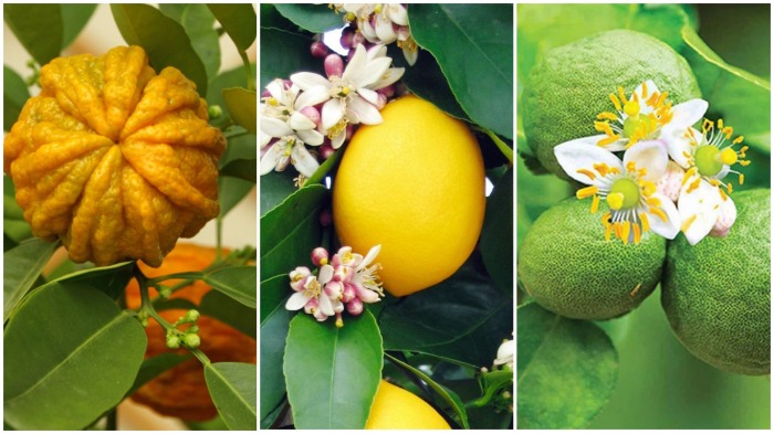 Первоначальная формула была изменена за счет добавления эфирных масел цветов померанца, бергамота, лимона / Фото: lipotherapeia.com Первоначальная формула была изменена за счет добавления эфирных масел цветов померанца, бергамота, лимона / Фото: lipotherapeia.com