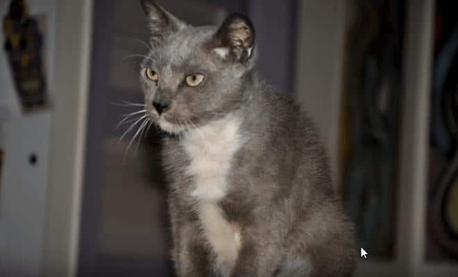 Злая кошка Серая кошка