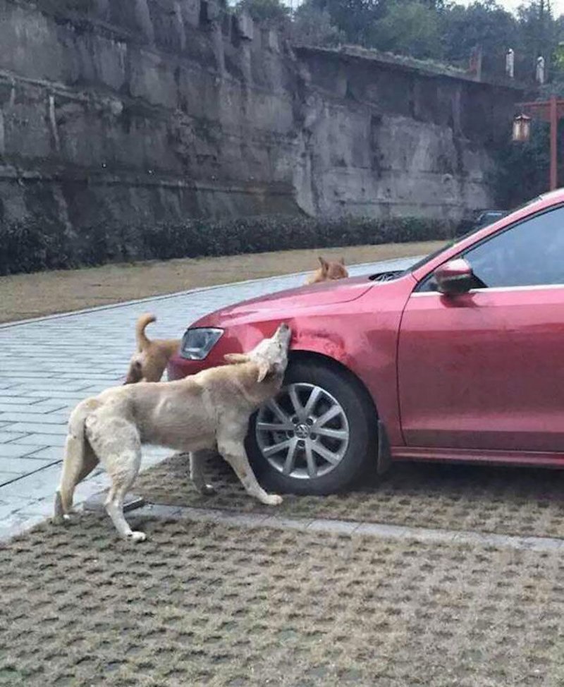 А это страховой случай? А это страховой случай? авто, автомобилисты, морю, нелепые фото, прикол, случаи, фото