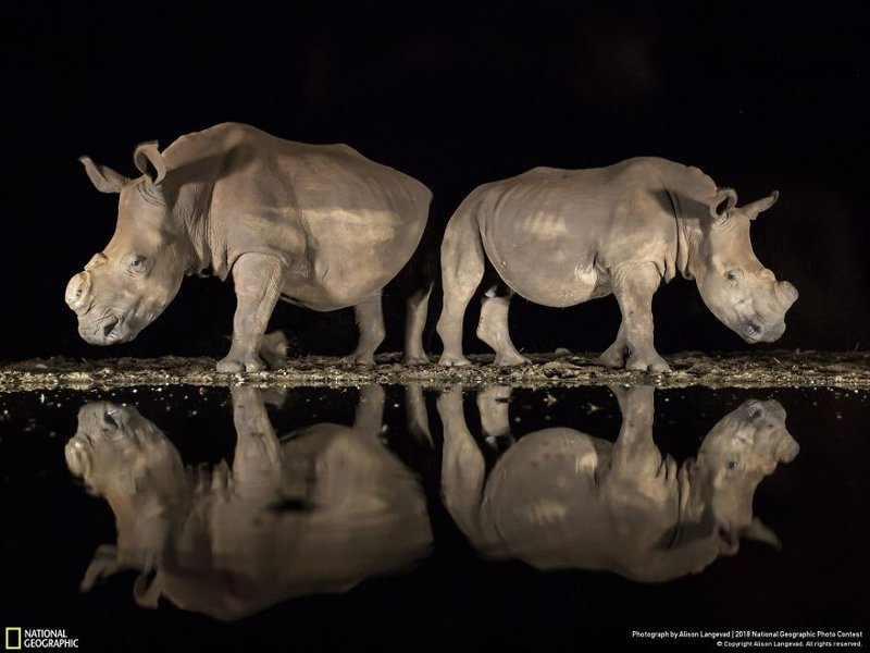 Новый взгляд, Элис Лангевад - третье место, категория "Дикая природа" national geographic, конкурс, красота, природа, удивительно, фото, фотография, фотоподборка