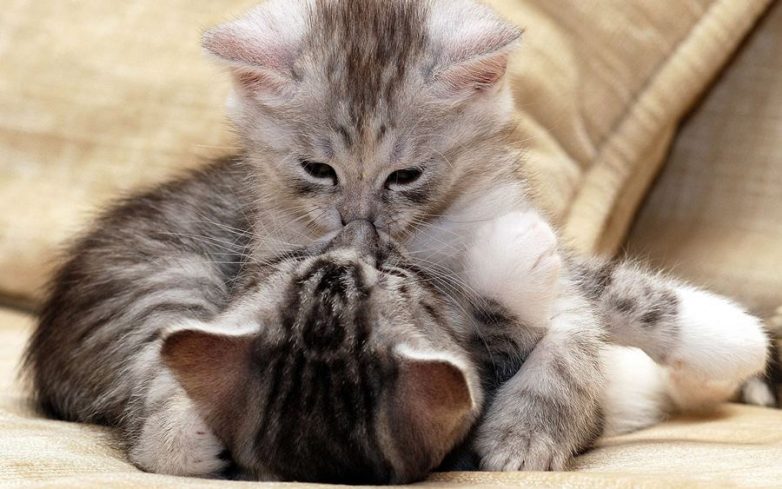 Влюбленные котейки Влюбленные котейки