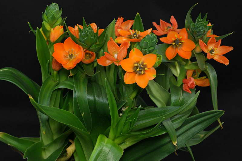Птицемлечник орнитогалум оранжевый уход в домашних условиях Ornithogalum dubium фото цветов