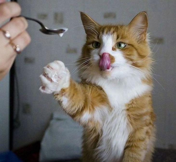 Попрошайки, которым просто невозможно отказать)) Попрошайки, которым просто невозможно отказать))