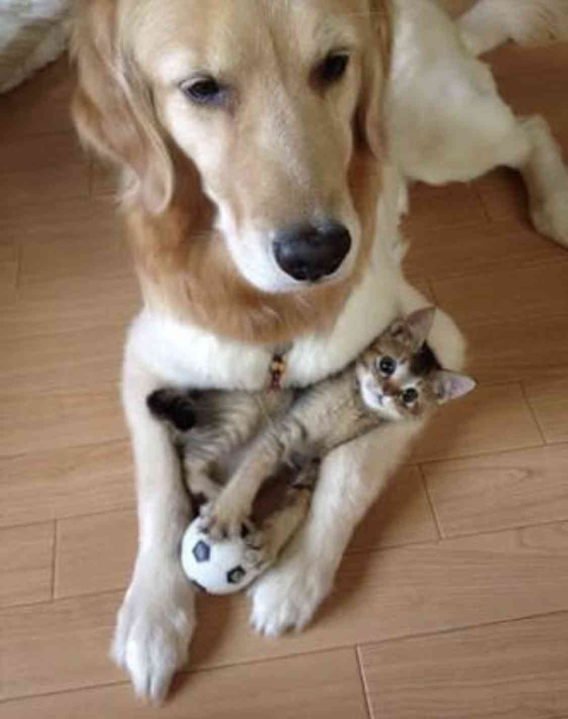 Котипес или песикот