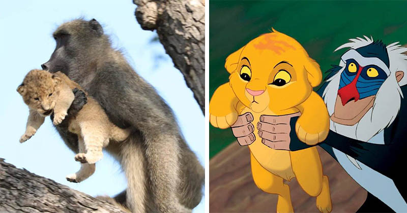 В ЮАР замечены бабуин и львенок, повторившие сцену из «Короля льва»