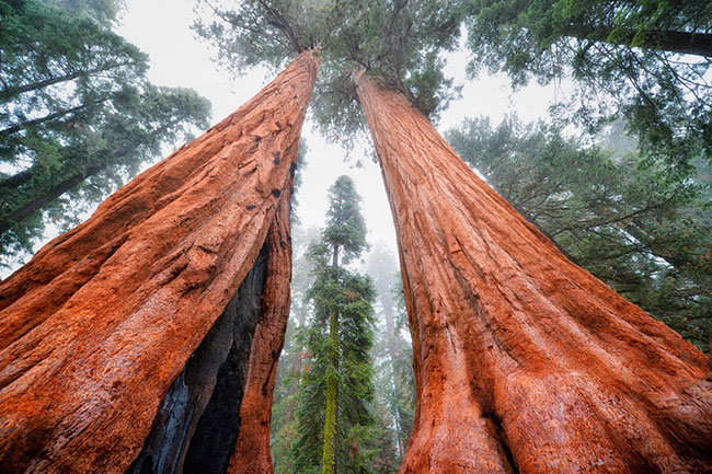 Бессмертные гигантские деревья - секвойи