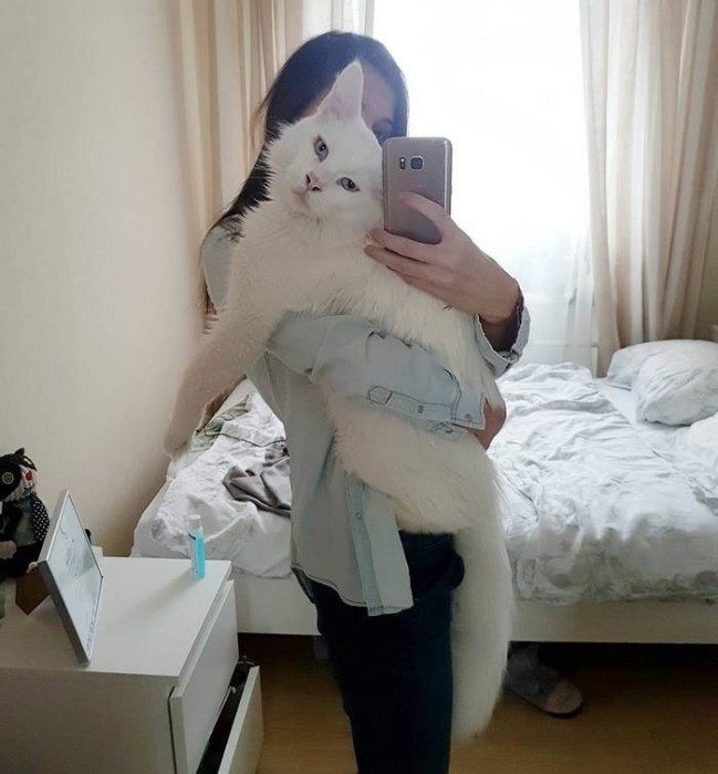 Кот Тихон, который очень любит обниматься Кот Тихон, который очень любит обниматься
