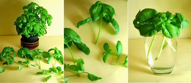 8 «бесконечных» овощей, которые можно купить раз и выращивать всегда