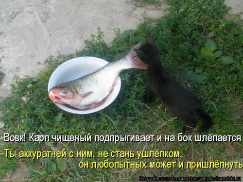 Уморительные котоматрицы для отличного настроения Уморительные котоматрицы для отличного настроения