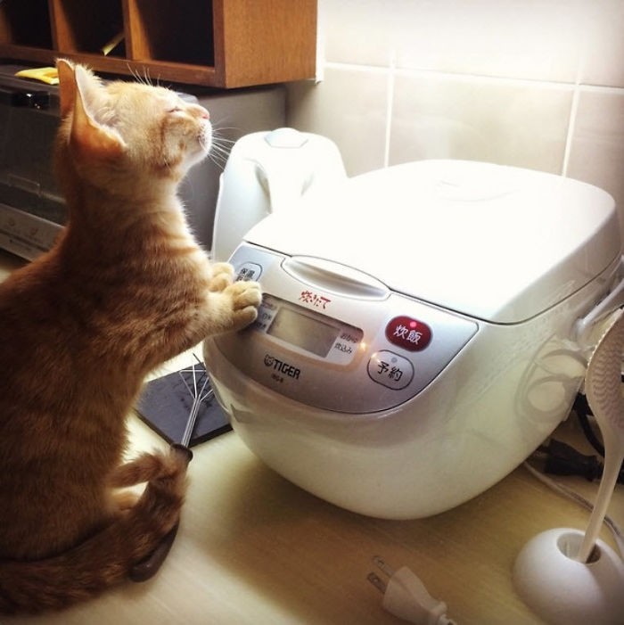  "Мой кот любит сидеть возле работающей рисоварки и вдыхать запах свежесваренного риса" кошки, приколы, прикольные фото животных, смешные кошки