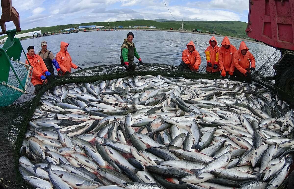 все рыбы казахстана