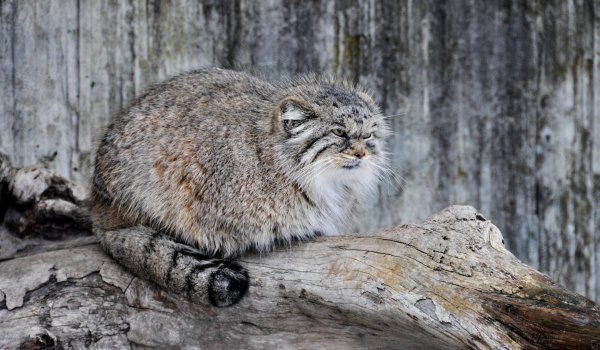 Домашний котик, разозлившись, загрыз 3-х грабителей