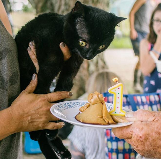 У кота день рожденья Котик и торт