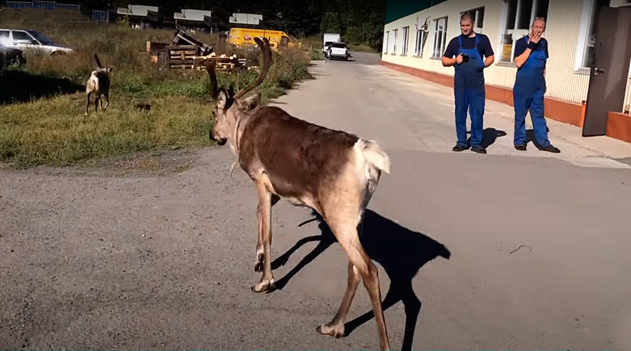 Каким бывает лето в Сибири