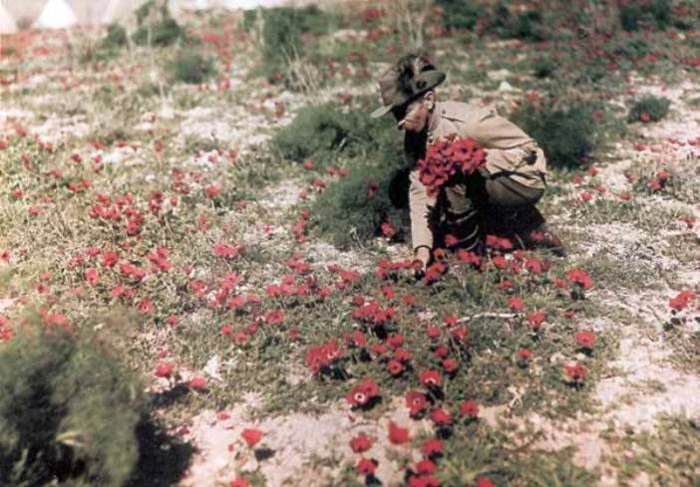 Австралийский кавалерист собирает цветы. Палестина, 1918 год. | Фото: greatwar.nl. Австралийский кавалерист собирает цветы. Палестина, 1918 год. | Фото: greatwar.nl.