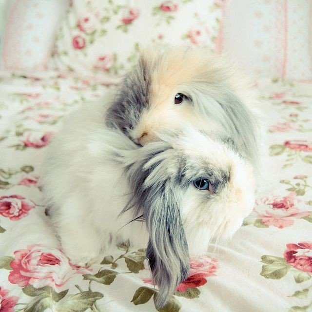25 фото из жизни милейших кроликов, которых вам захочется срочно тиснуть