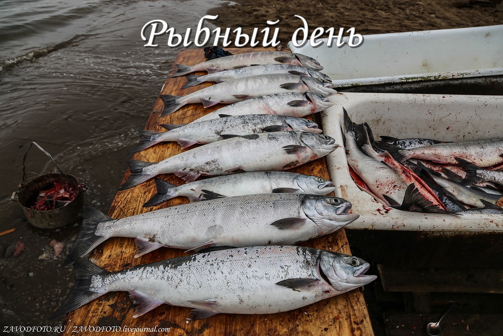 Рыбный день.jpg Рыбный день.jpg